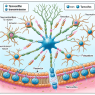 Influence du tamoxifène sur la transmission neuromusculaire